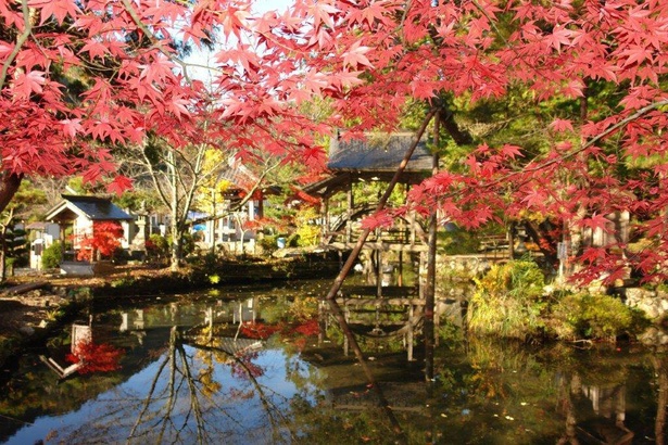 真っ赤に染まったモミジが水面にも映り込む／白毫寺