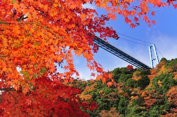 秋には空中回廊から紅葉が楽しめる／竜神峡・竜神大吊橋