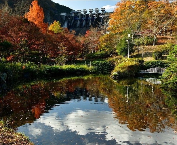 三保ダムと園内の紅葉のコラボレーションも／丹沢湖の紅葉