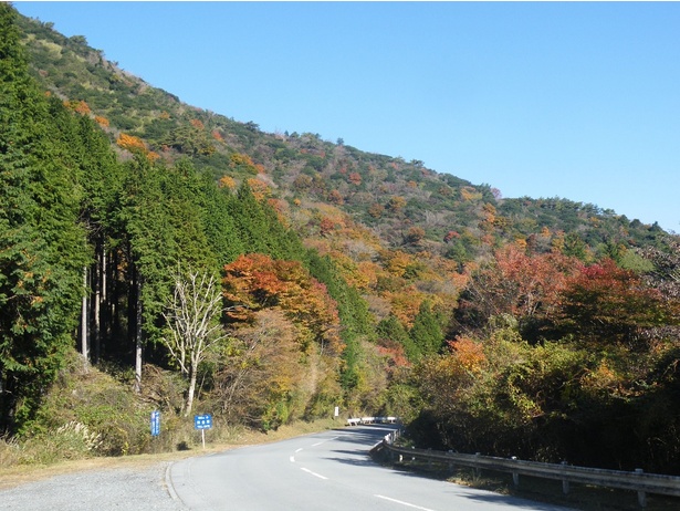 鮮やかに染まった紅葉を見ながらのドライブが楽しめる／芦ノ湖スカイラインの紅葉