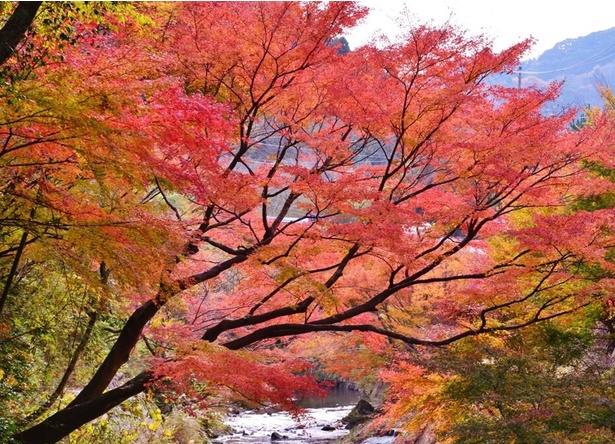 関東圏内では比較的遅咲きの紅葉が楽しめる／もみじロードの紅葉