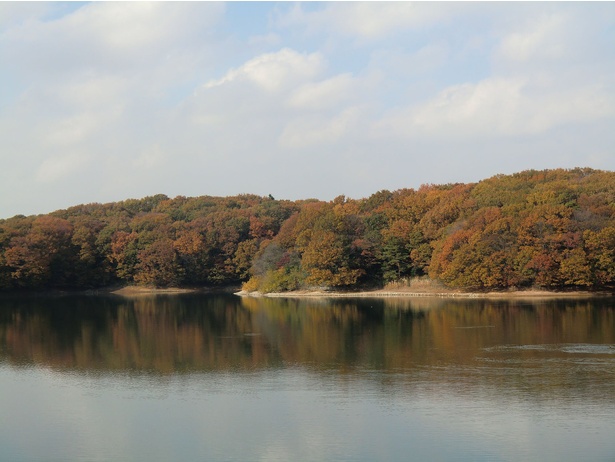 木々が色づく絵画的な風景が広がる／狭山湖(山口貯水池 ダム・県立狭山自然公園)の紅葉