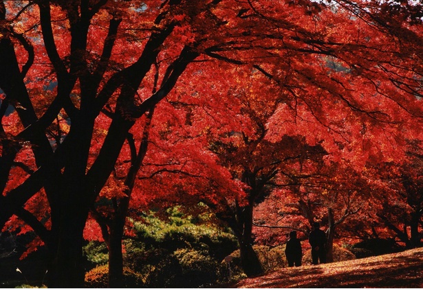 園内のどこからでも、赤く染まる紅葉を見ることができる／花と歴史の郷 蛇の鼻