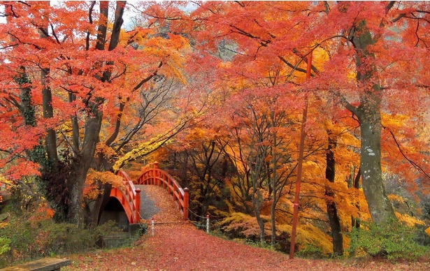 鮮やかな紅葉が広がる／矢祭山