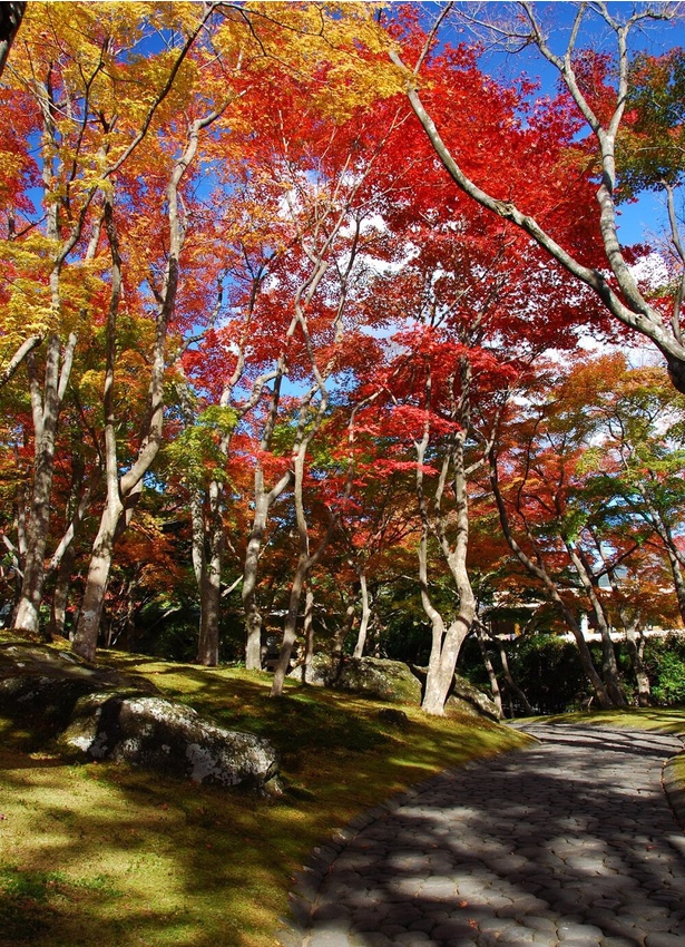 赤や黄色に色づく箱根の紅葉スポット／箱根(強羅)