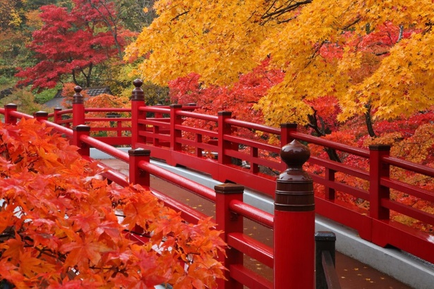 朱色の観月橋と紅葉のコントラストが美しい／弥彦公園(もみじ谷)