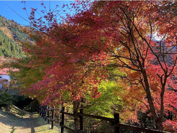 渓谷を赤･黄の紅葉が彩る／付知峡