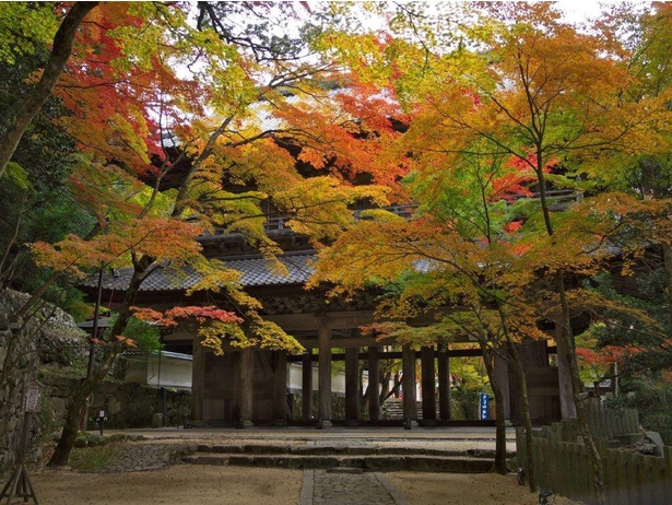 山門に覆いかぶさるような紅葉が見事／大本山 永源寺