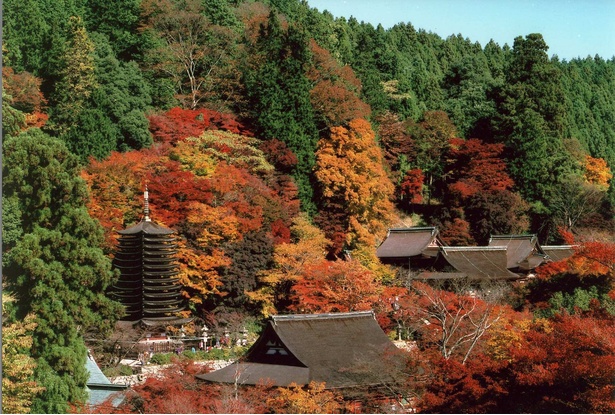 カエデやイチョウが織り成す赤と黄のコントラストを楽しめる／談山神社