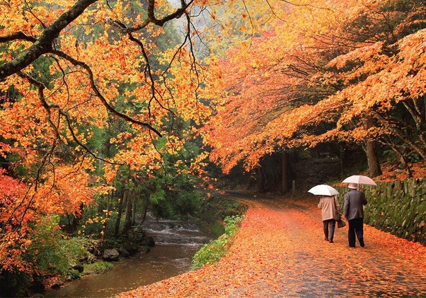 県内屈指の紅葉の名所として多くの参拝者や観光客が訪れる／佛通寺