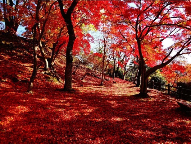 頭上と地面一面が燃えるような赤に包まれる／尾関山公園