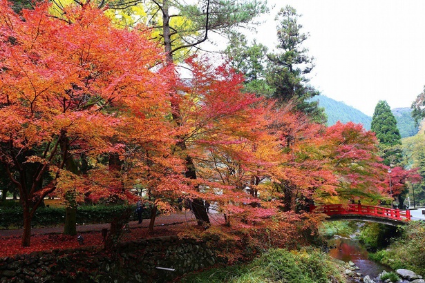 川沿いは鮮やかに色づいた木々とせせらぎが一緒に楽しめる／大寧寺