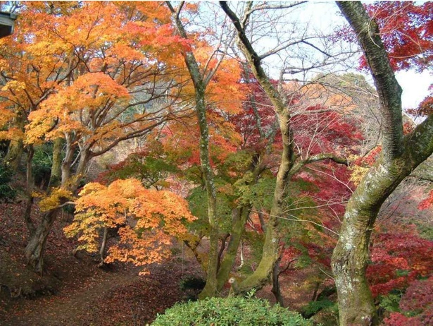 赤色や金色に色づいた紅葉を眺めながら参拝しよう／金刀比羅宮