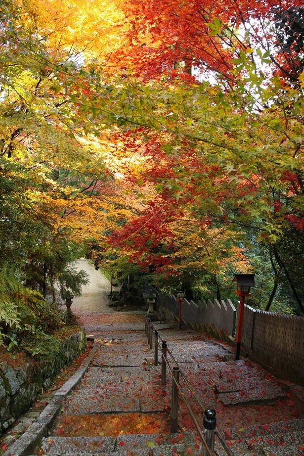 粛々と続く紅葉の参道／西山興隆寺