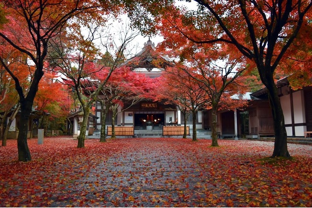 境内を鮮やかな紅葉が彩る／呑山観音寺