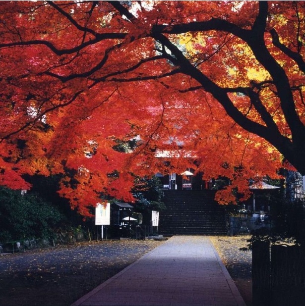 参道に覆いかぶさるように紅葉が広がる／大興善寺