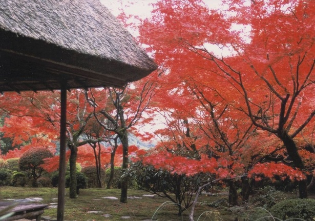 紅葉と庭一面に広がる緑の苔のコントラストが美しい／九年庵