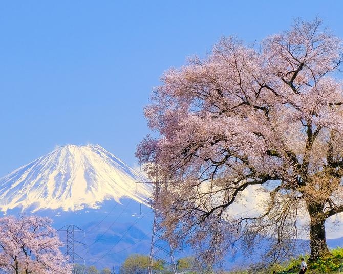 韮崎の春のシンボル「わに塚の桜」モチーフのお花見シーズンにぴったりなジュエリーを