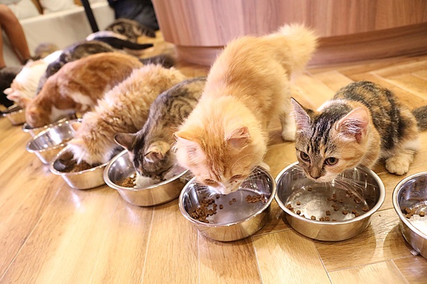 猫好き必見 ご飯タイムで癒される うわさのネコカフェが名古屋に誕生 ウォーカープラス