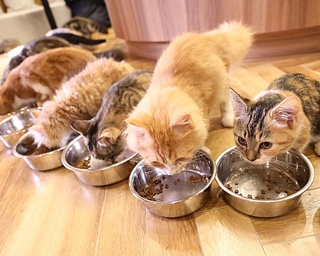 【猫好き必見!!】ご飯タイムで癒される! うわさのネコカフェが名古屋に誕生