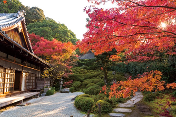 例年、11月中旬から、庭園の木々が燃えるように赤く色付き始める/金福寺