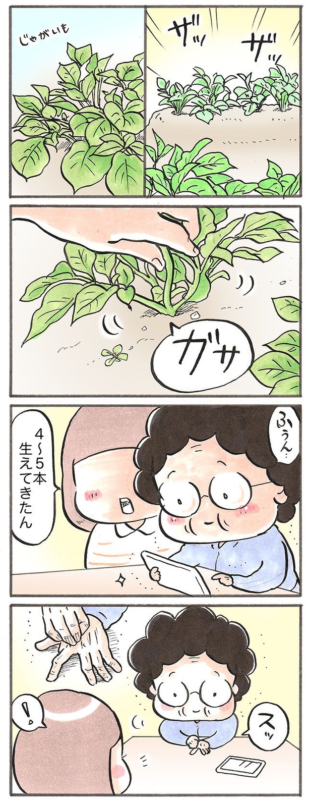 畑に植えたジャガイモが、大きく育ち始めたら？ 画像提供：たばやん(@obaatyanntoissy)