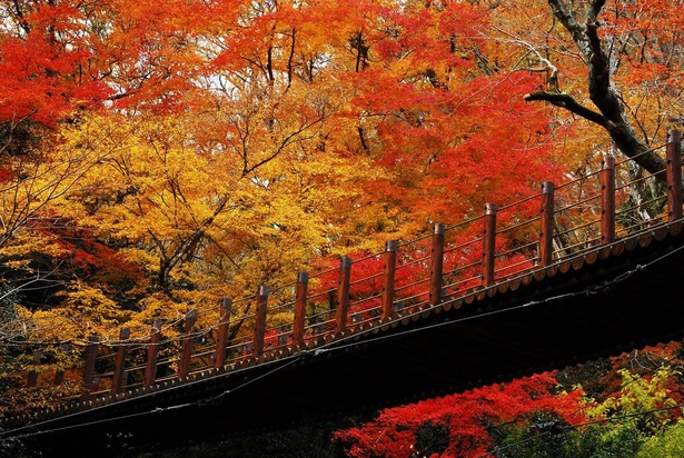 紅葉に彩られる汐見滝吊り橋／花貫渓谷