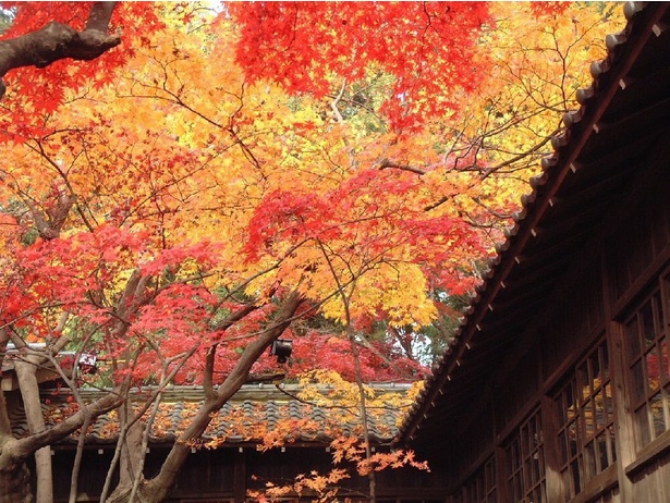 色鮮やかな紅葉が境内を彩る／本土寺