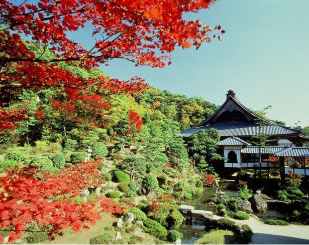 名勝に指定された庭園で日光を浴びた紅葉が赤く輝く／大原山・西福寺