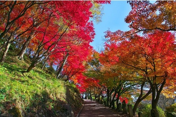 県内最大級の約1600本のモミジが園内を彩る／西山公園