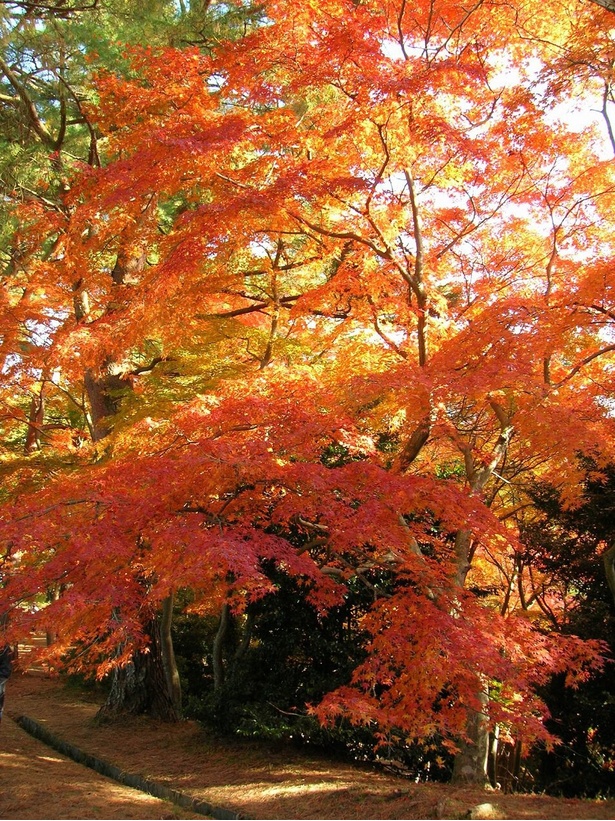 赤や黄色に染まったモミジがたくさん／修善寺自然公園 もみじ林