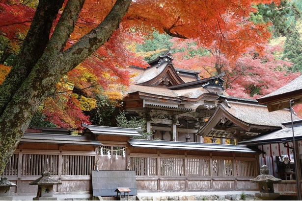 社殿の精巧な彫刻と紅葉の対比が見事／大矢田神社もみじ谷