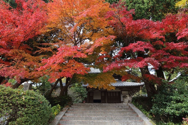 真っ赤に染まったモミジを見に沢山の人が訪れる／覚苑寺