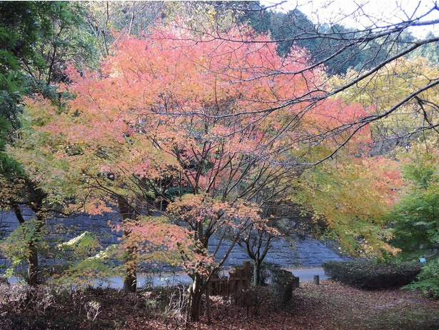 小鳥のさえずりを聞きながら渓谷の紅葉を満喫できる／鈍川渓谷