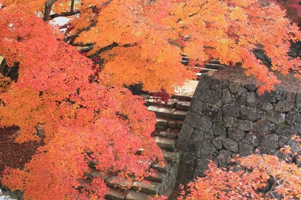 城跡に一面の紅葉が彩るさまは日本情緒を感じさせる／津山城(鶴山公園)