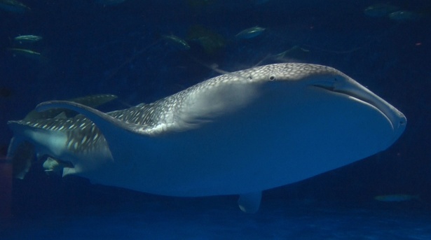 「所さんの目がテン！」で世界初 ジンベエザメの捕食シーンを大公開