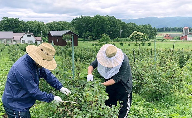 【写真】黒松内町カシス自社農園の様子