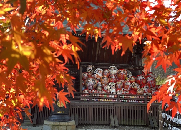 だるまと紅葉の赤色が境内を鮮やかに染める／少林山達磨寺