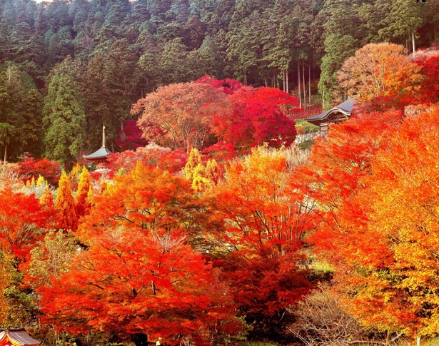 箕面(勝尾寺)の紅葉／箕面(勝尾寺)