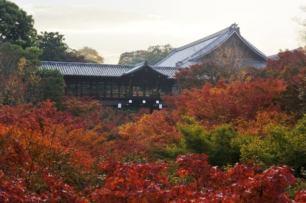 紅葉シーズンには色鮮やかな景観が広がる／大本山 東福寺