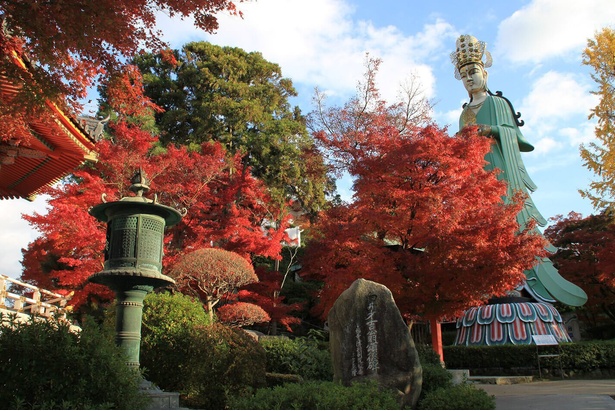 銀龍閣周辺は特に色鮮やかに染まる／耕三寺博物館(耕三寺)