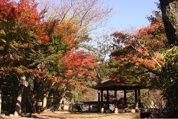 公園内ではモミジ、イチョウ、ハゼなどの紅葉が楽しめる／舞鶴城公園