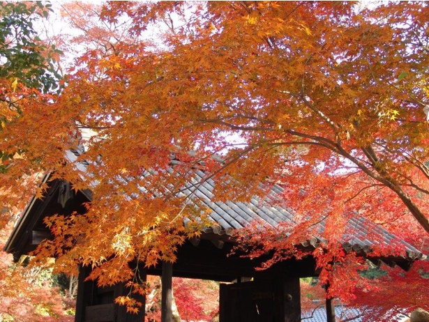 今見頃の紅葉スポットをピックアップ(写真は秋月城跡周辺の紅葉)