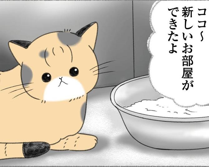 【ネコ漫画】保護した猫は、なんと妊娠中！安心して出産できるよう念入りに準備した2週間について聞いてみた