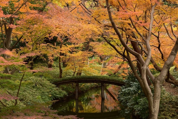 六義園の紅葉／六義園