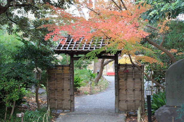 緑豊かな園内で紅葉の赤色が映える／向島百花園