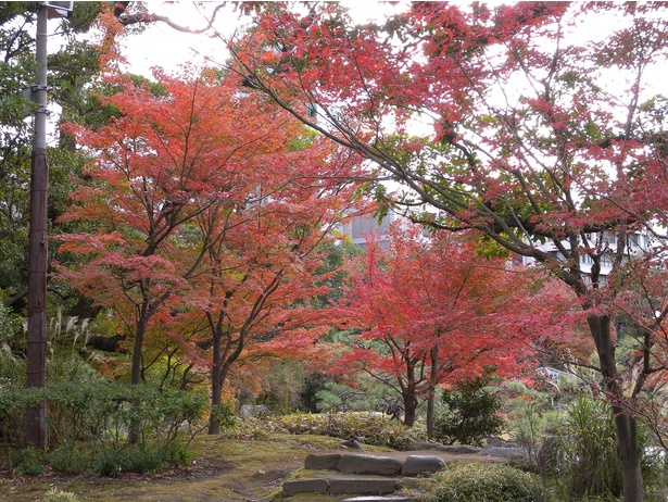 旧芝離宮恩賜庭園のモミジ／旧芝離宮恩賜庭園