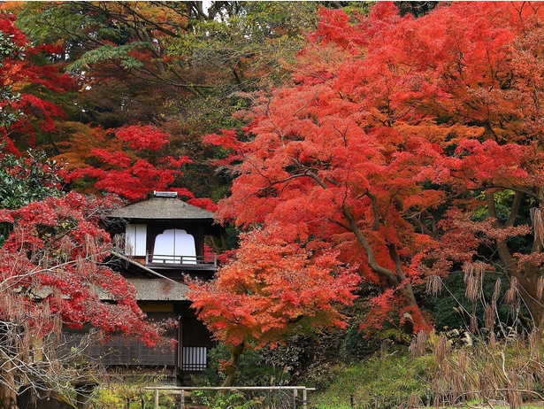 横浜で、古都のような紅葉の風景が楽しめる／三溪園