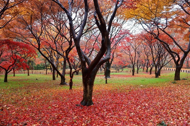 紅葉に囲まれた公園内を散策できる／神代植物公園