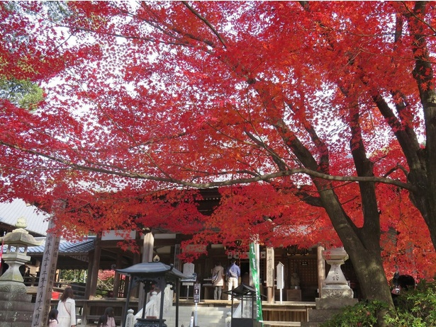 本堂を彩る深紅のモミジ／犬山 寂光院